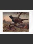 Auerhuhn - náhled