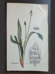 Malý herbář léčivých rostlin - náhled
