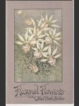 Flannel flowers and other bush babies - náhled