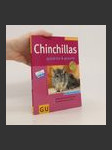Chinchillas - náhled