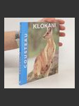 Klokani - náhled
